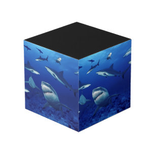 Cube en photo de requins
