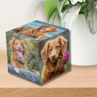 Photo Chien Chien Chien Chien Chien Chien Chien Ch