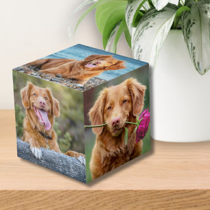 Cube Photo Photo Chien Chien Chien Chien Chien Chien Chien Ch