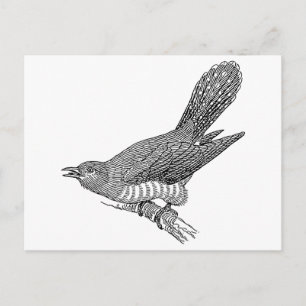 Cuckoo Bird Art Postkarte