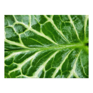 Cuckoo Pint Pflanze Fotodruck