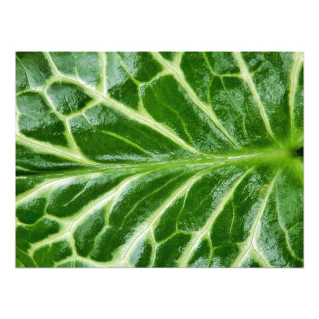 Cuckoo Pint Pflanze Fotodruck (Vorne)
