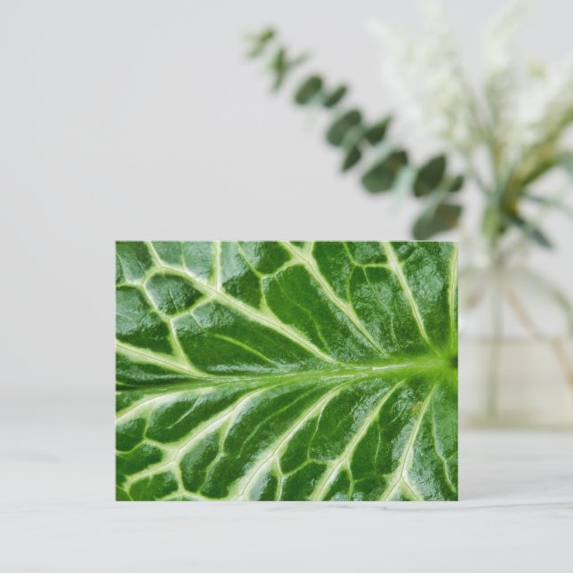Cuckoo Pint Pflanze Postkarte (Stehend Vorderseite)