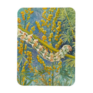 Cucullia Absinthii Wormwood Raupe Magnet