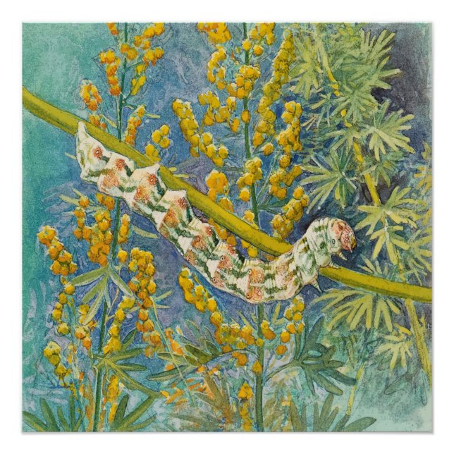 Cucullia Absinthii Wormwood Raupe Poster (Vorderseite)