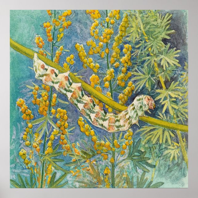 Cucullia Absinthii Wormwood Raupe Poster (Vorne)