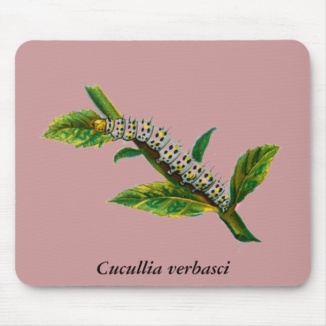 Cucullia verbasci Raupe Mousepad (Vorne)
