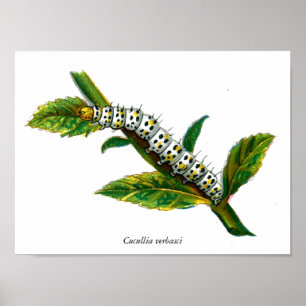 Cucullia verbasci Raupe Poster