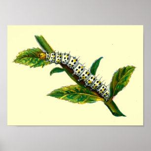 Cucullia verbasci Raupe Poster