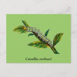 Cucullia verbasci Raupe Postkarte