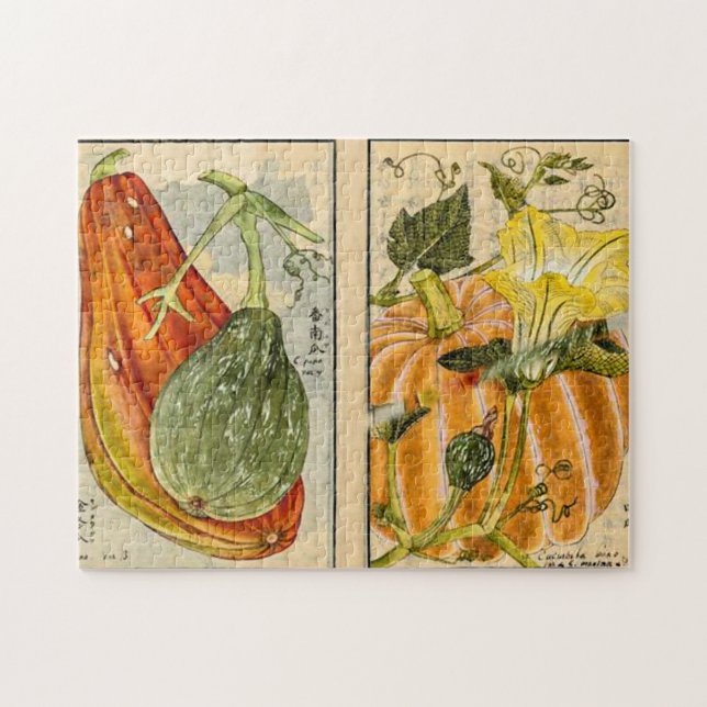 Cucurbita pepo - Seikei Zusetsu (Horizontal)