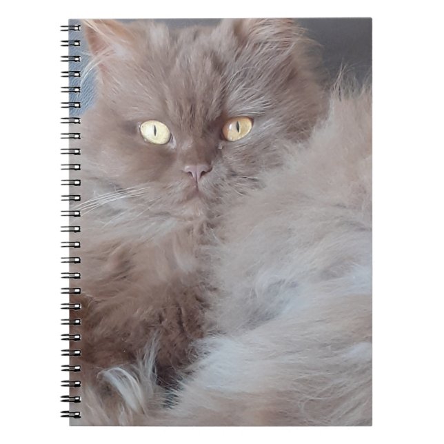 Cudded Cat Spiral Notebook Notizblock (Vorderseite)