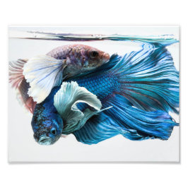 Cuddling Dumbo Betta Fish Fotodruck