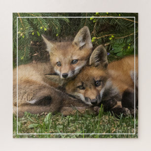 Cuddling Fox Kits