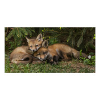 Cuddling Fox Kits