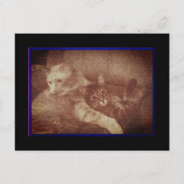 Cuddling Kätzchen Postkarte