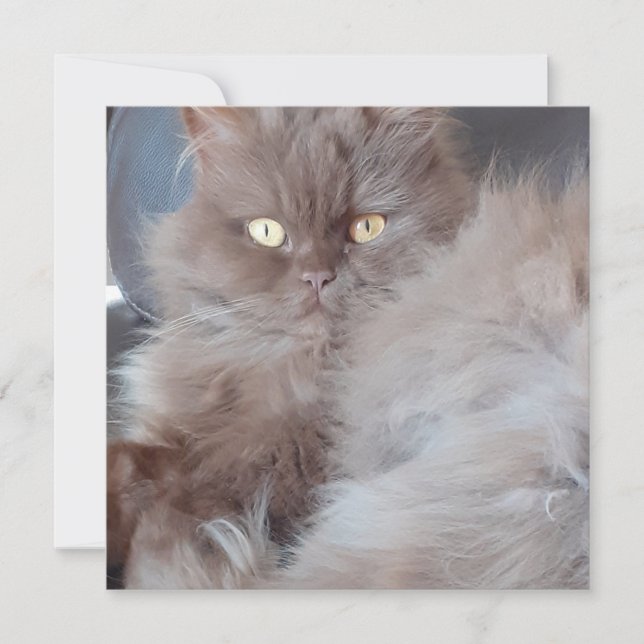 Cudly Cat Flat Greeting Card Karte (Vorderseite)