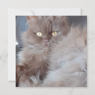 Cudly Cat Flat Greeting Card Karte