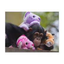 Cudly Chimp & Animal Friends