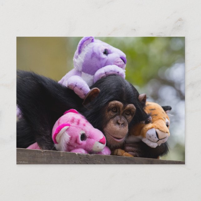 Cudly Chimp & Animal Friends Postkarte (Vorderseite)