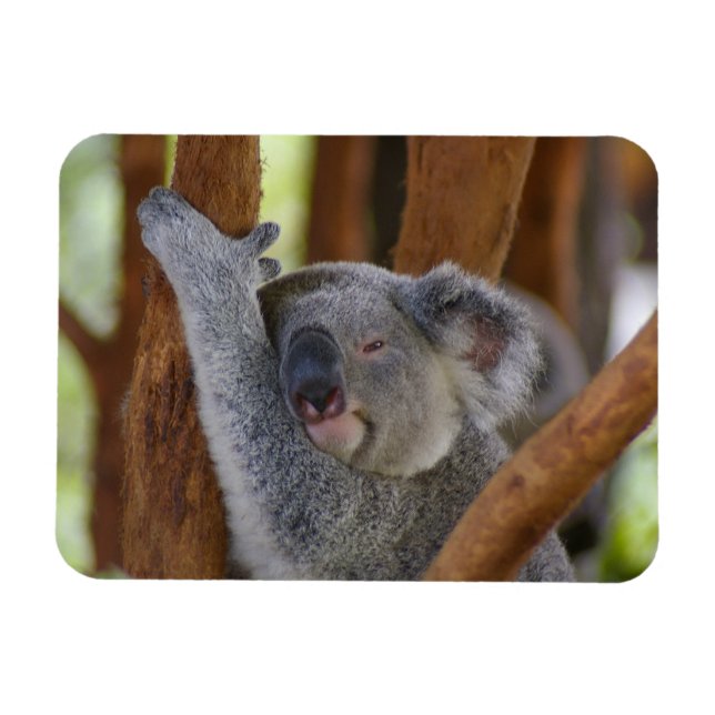 Cudly Koala Foto Magnet (Horizontal)