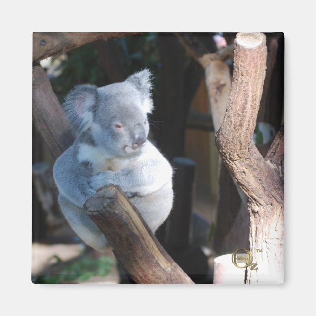 Cudly Koala Magnet (Vorne)