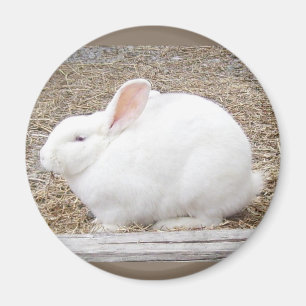 Cudly White Bunny Magnet