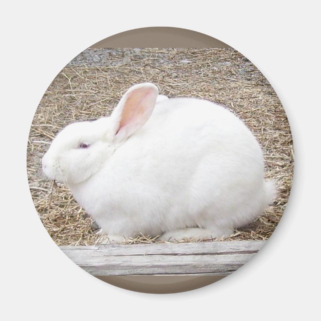 Cudly White Bunny Magnet (Vorne)