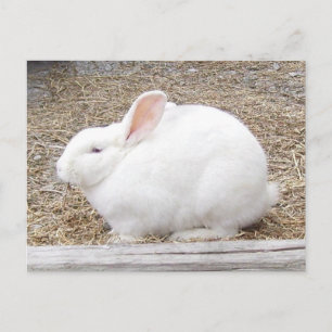 Cudly White Bunny Postkarte