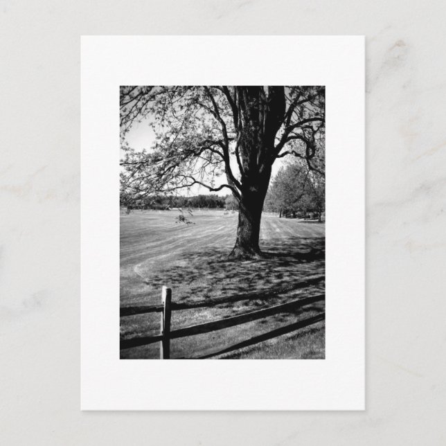 Culver Baum Postkarte (Vorderseite)