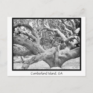 Cumberland Island, GA Postkarte