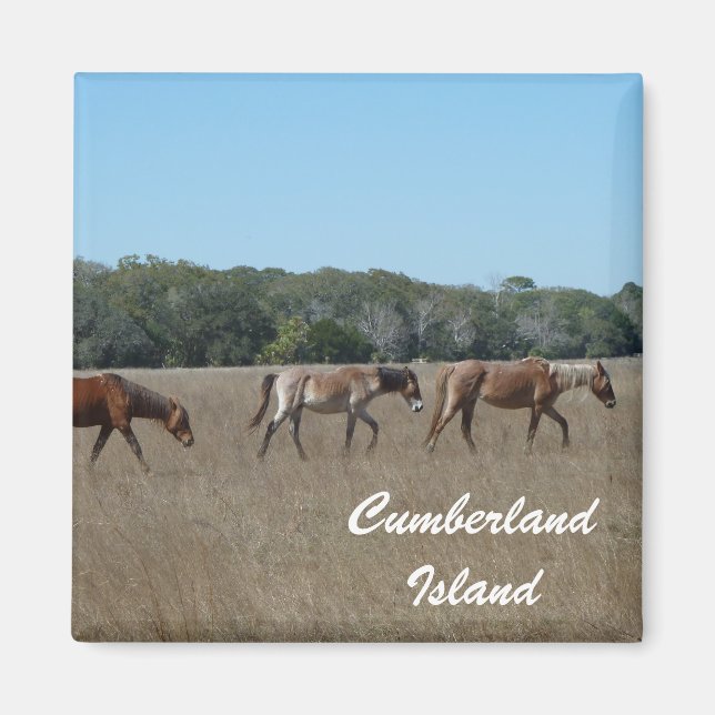 Cumberland Island Wilde Pferde Foto Magnet Georgia (Vorne)