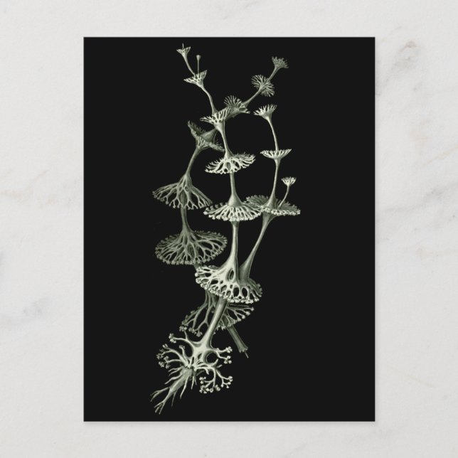 Cup Lichen Postkarte (Vorderseite)