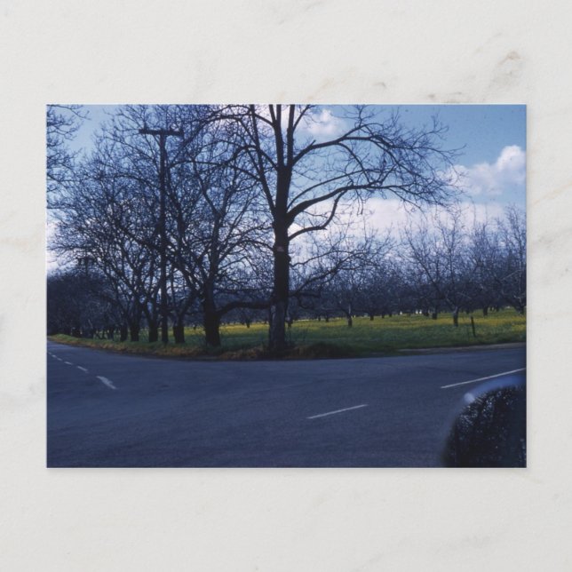 Cupertino Orchard 1960 Postkarte (Vorderseite)