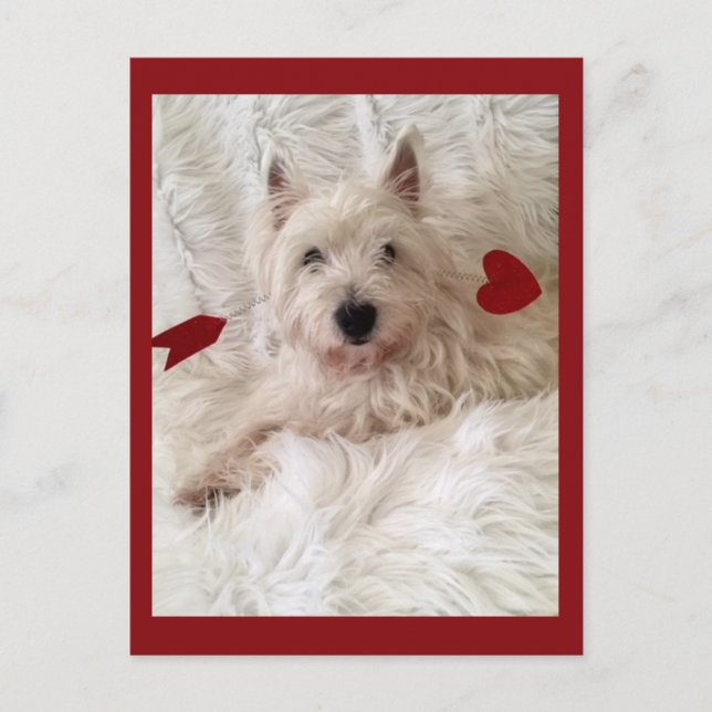 Cupid's Bow Westie Postkarte (Vorderseite)