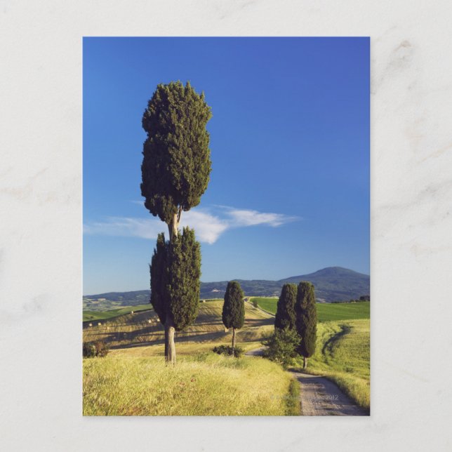 (cupressus sempervirens) - Europa, Postkarte (Vorderseite)