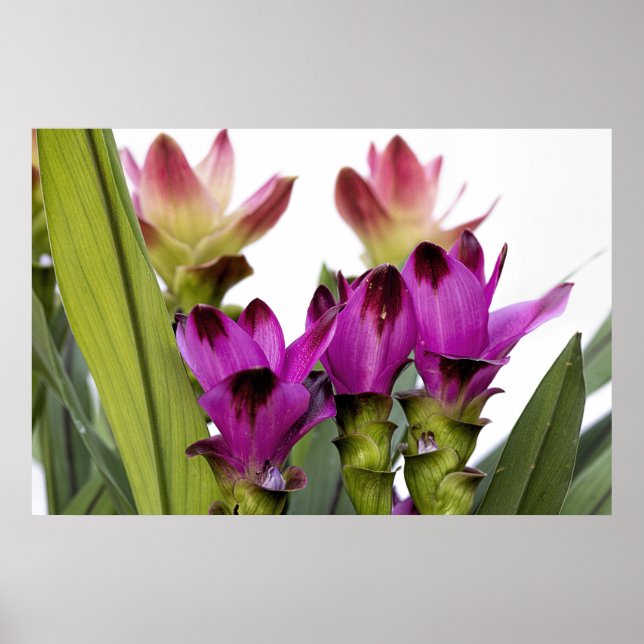 Curcuma Poster (Vorne)