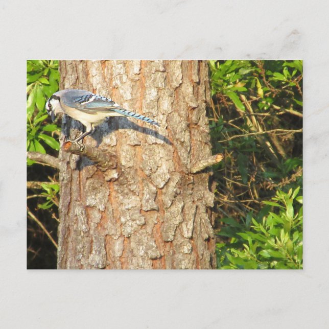 Curieuse carte postale Blue Jay (Devant)
