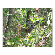 Curieuse photo de cerf blanc