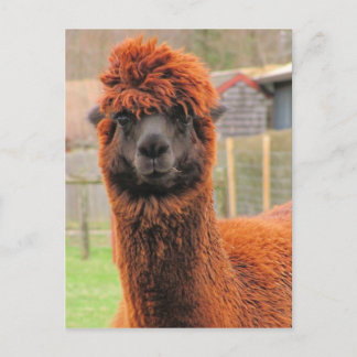 Curieux calendrier Alpaca ~ carte postale