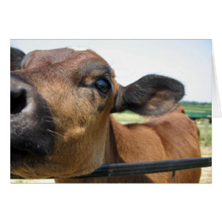 Curieux carte de vache