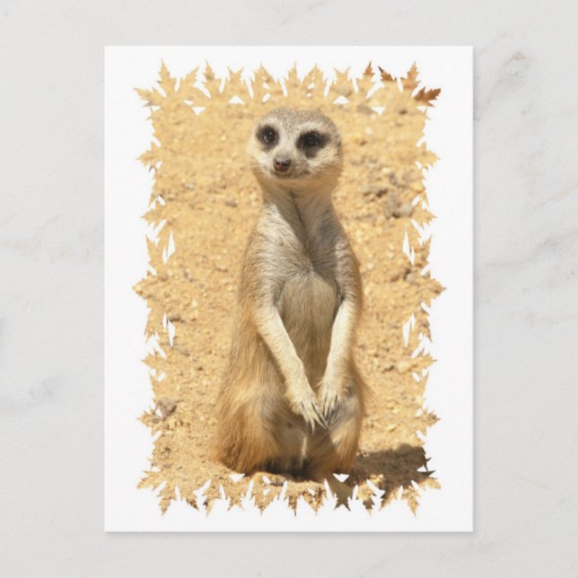 Curieux Carte Postale Meerkat (Devant)