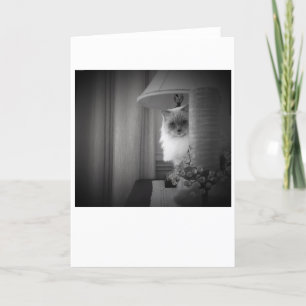 Curieux Chat, carte
