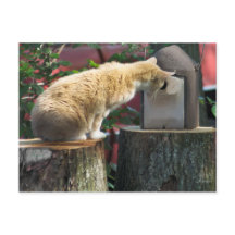 Curieux Chat, carte postale
