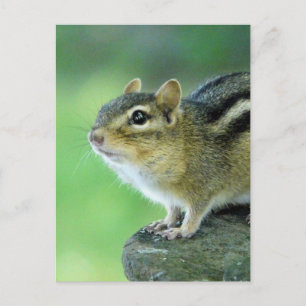 Curieux Chipmunk carte postale