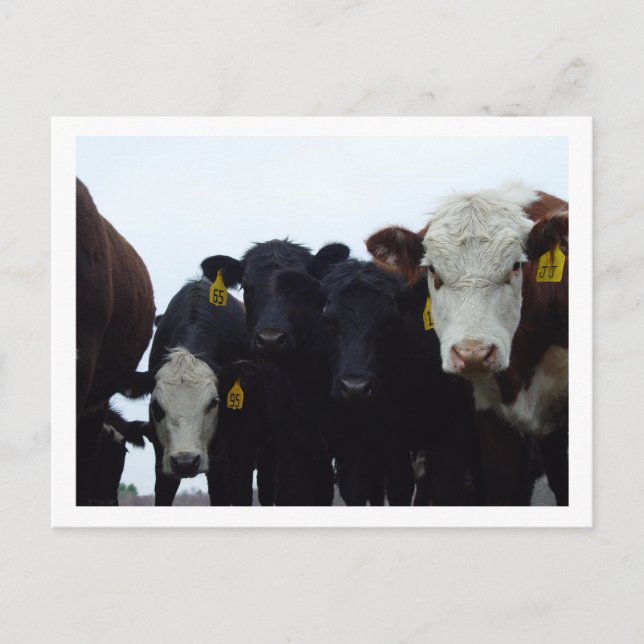 Curieux Cows 9 Carte postale (Devant)