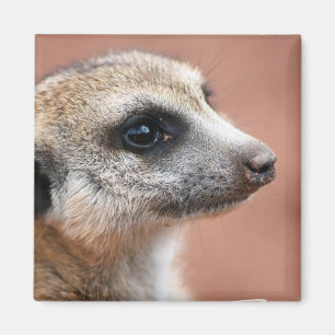 Curieux Meerkat Magnet Carré