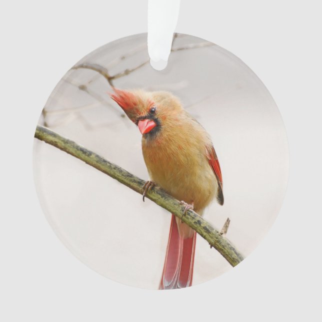 Curieux ornement cardinal féminin (devant)