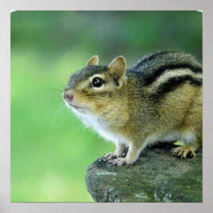 Curieux Poster Chipmunk