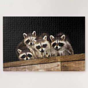 Curieux Raccoon Famille, Jigsaw Puzzle